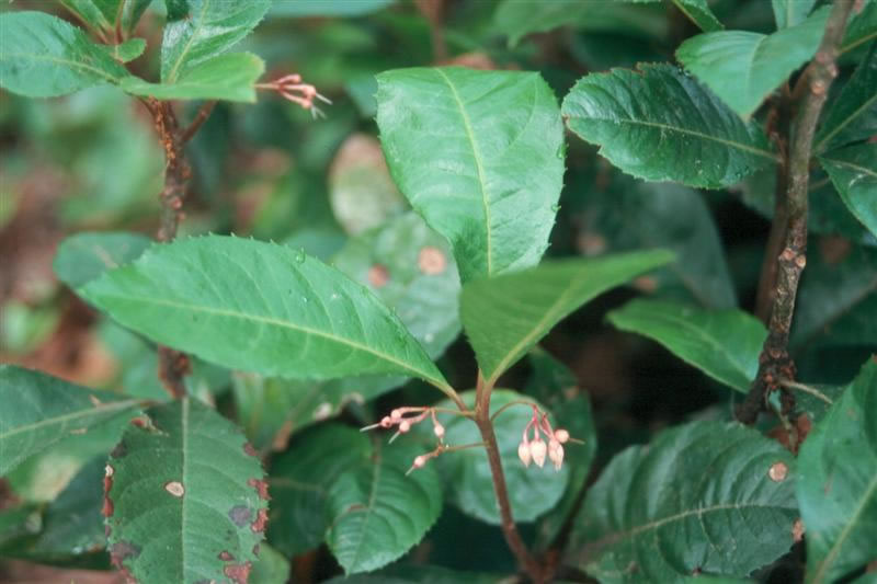 Ardisia japonica / ardisia_flower.jpg